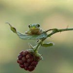 294 - TREE FROG WITH BERRY - JASPERS MONIQUE - belgium